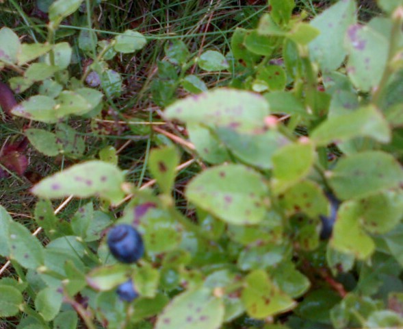 Whinberries grow inside the bushes