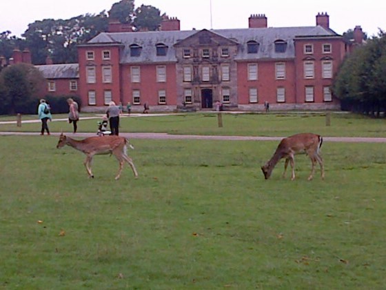 the deer walk around the visitors