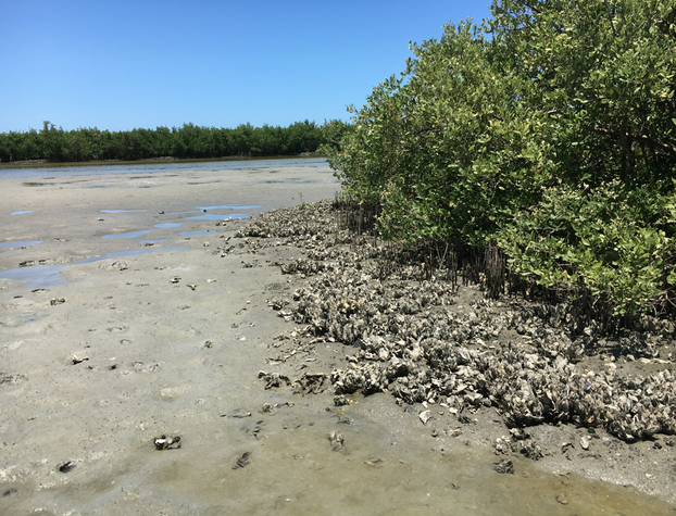 Oysters Near Mangroves in Florida's Backwater at Low Tide