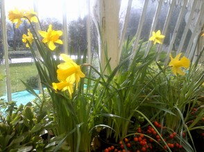 daffodils and Narcissi below