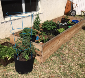 Beginning a new garden in Florida