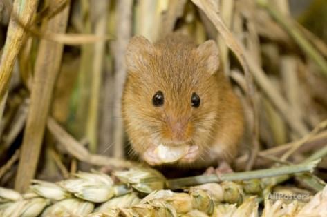 Harvest Mouse Eating Wheat Seed By: Andy Sands