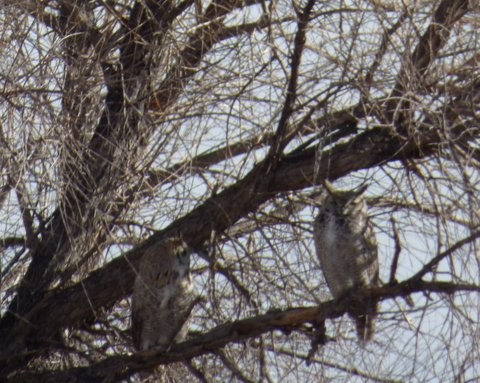 Mating Great Horned Owls