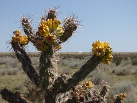Blooming Choyo Cactus Also Spelled Cholla