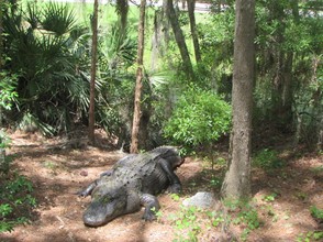 This is Crazy, the dominate male alligator in our park. He often attacks both male and female gators, hence the name.