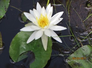 Lilies can be a resting place for many smaller critters