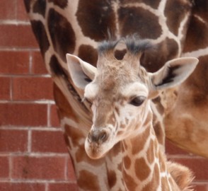 3 Month Old Giraffe