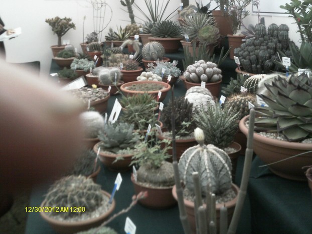 The British Cactus and Succulent Society