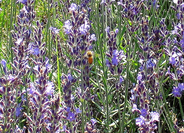 Bees Love Lavender, Too