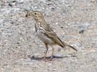 Meadow Pipit Collecting Food for Chicks
