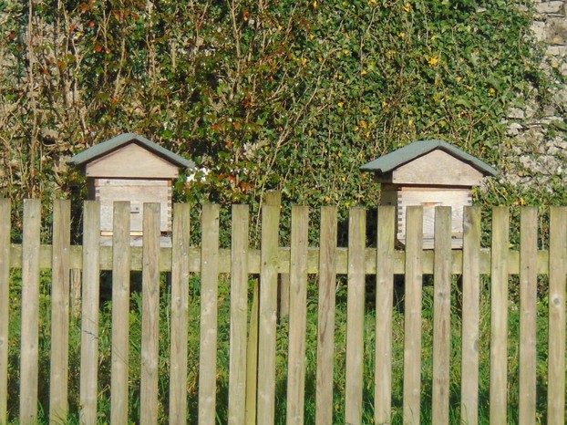 Separate bee hives from the solitary bees on the dahlia walk