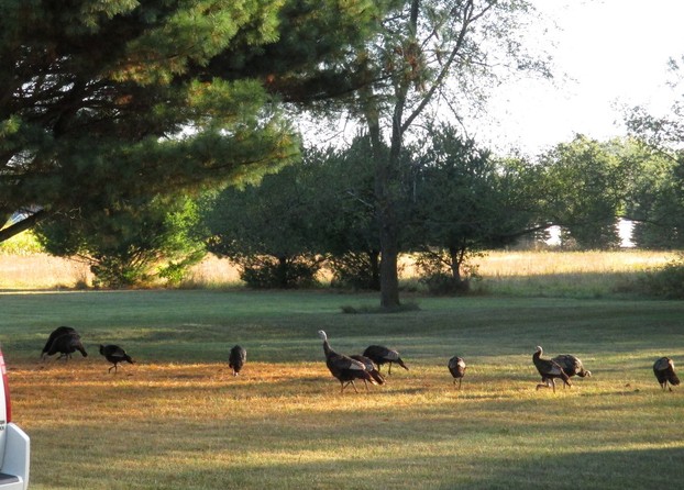 Wild turkeys coming to visit