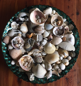 My seashells
