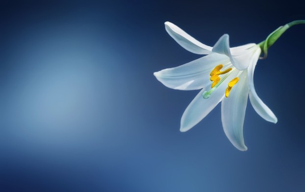 The Madonna Lily