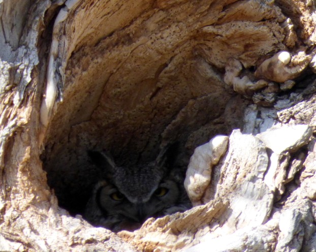Great Horned Owl In a Tree Hallow