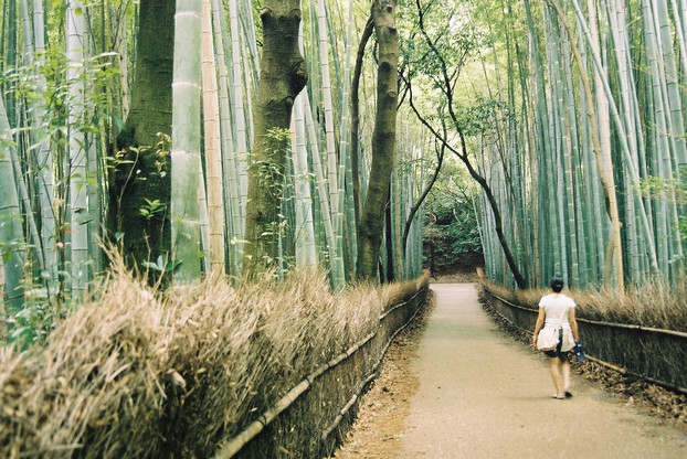 Arashiyama Bamboo Forest, western Kyoto, central Honshu Island, central Japan; Thursday, August 10, 2006, 10:54:51