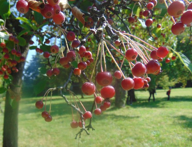Chinese red  crab apples
