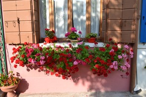 Burano flower boxes