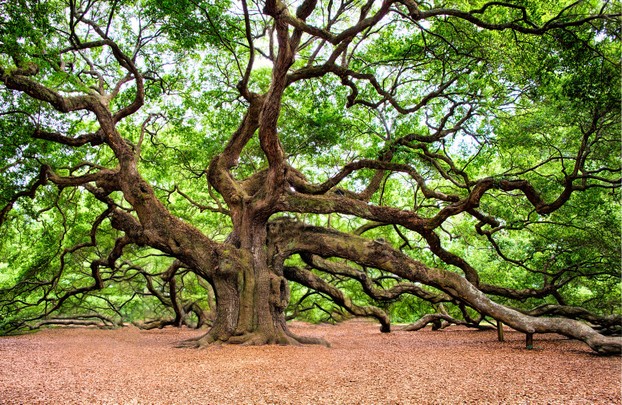 An ancient oak