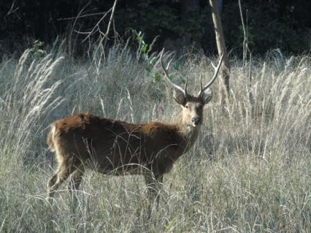 Stag in Grass