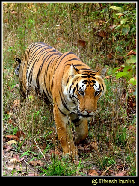 Photo Bengal Tiger