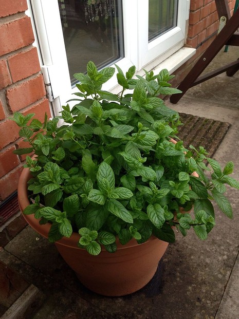 Homegrown peppermint decoratively thrives in outdoor pot.