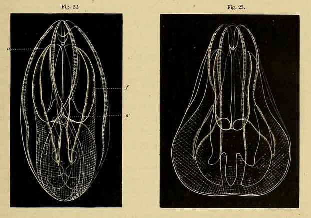 Fig. 22 broad side; a=auricles; f=furrow; o=actinostome (oral opening); Fig. 23 narrow side