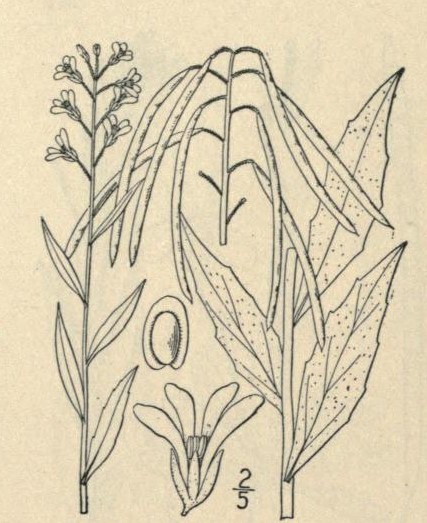 Arabis canadénsis L. Sickle-pod. N. Britton, An Illustrated Flora (1913), Vol II, Figure 2078, p. 182