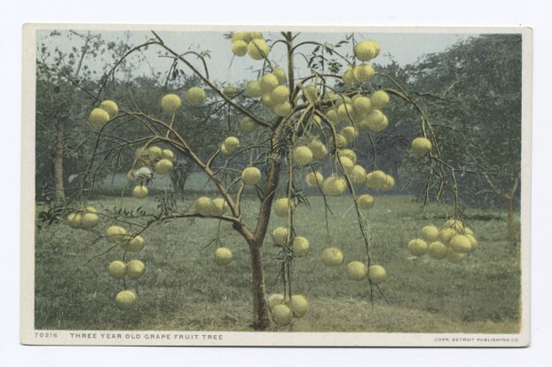 Detroit Publishing Company postcard 70216, "Three Year Old Grapefruit Tree," Florida