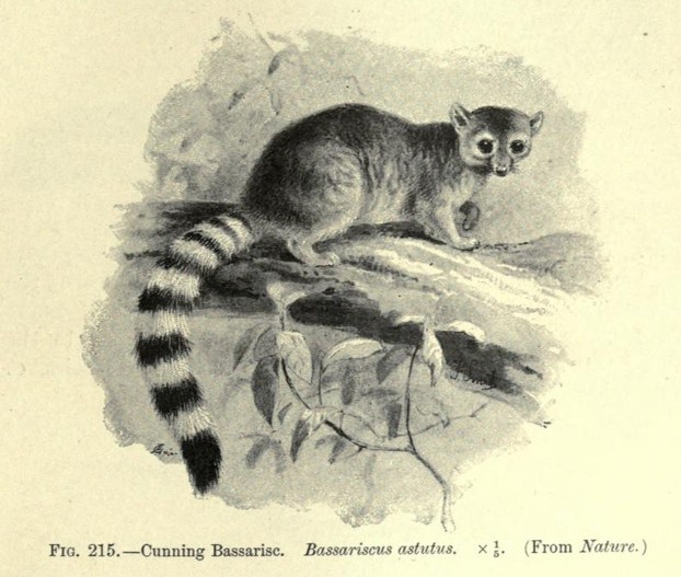 F.E. Beddard, Mammalia (1902): page 429; In: S. F. Harmer and A. E. Shipley, eds., The Cambridge Natural History, vol. X