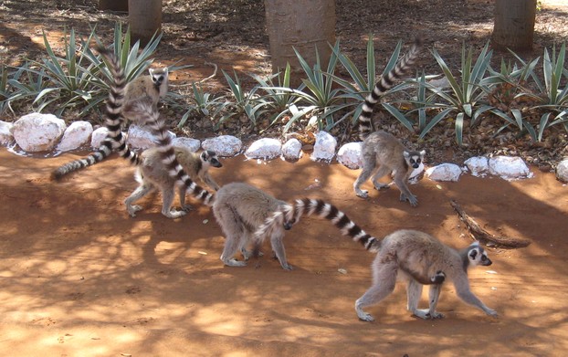Infant clings underneath mother (right) in lemur procession; Berenty Reserve, southern Madagascar