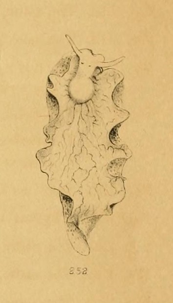 A.A. Gould, , Report on the Invertebrata of Massachusetts (1870), Plate XVII, Figure 252