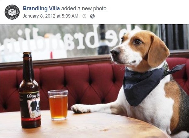Dog Beer fan Frank, resident canine at dog-friendly The Brandling Villa