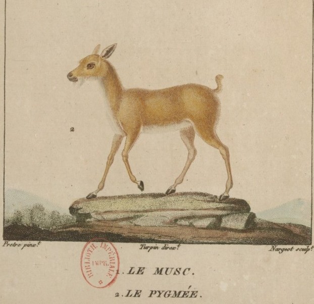 Frédéric Cuvier, Dictionnaire des Sciences Naturelles. Planches. Zoologie: Mammifères (1816-1829)