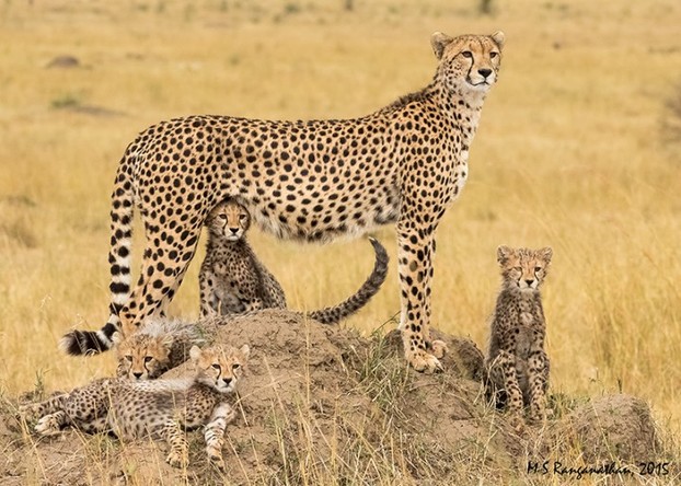 Cheetah Family At Masai Mara