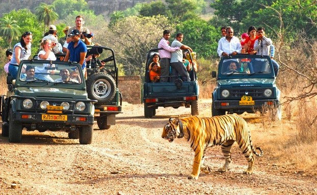 Tiger Safari Photo