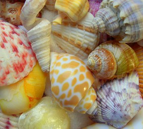 small colorful seashells