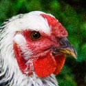 Chicken profile avatar