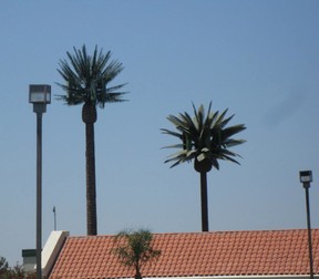 Cell phone towers that look like trees