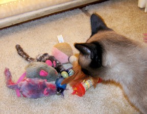 Siamese Cat chooses a toy