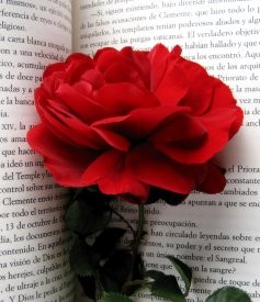 Red Rose in a Book