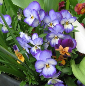 Violas in flower in a container