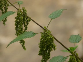 Stinging Nettles