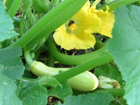 Organic yellow squash plants