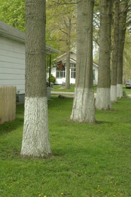 Row of trees with white trunks