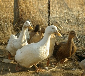 Ducks in their pen