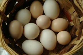 A basket of chicken and duck eggs