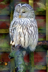 An Owl in an enclosure at the Hawk Conservancy