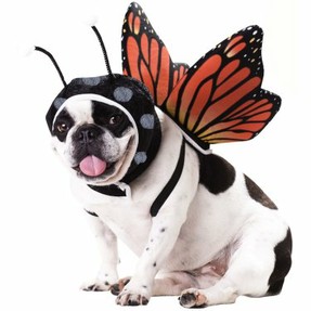 Butterfly Dog Costume