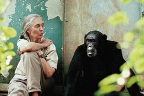 Dr. Jane Goodall with Gombe chimpanzee Freud. © Michael Neugebauer